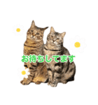 にゃんぴーす卒猫（team torapopo 1）（個別スタンプ：27）