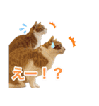 にゃんぴーす卒猫（team torapopo 1）（個別スタンプ：28）