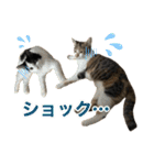 にゃんぴーす卒猫（team torapopo 1）（個別スタンプ：29）
