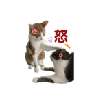 にゃんぴーす卒猫（team torapopo 1）（個別スタンプ：30）