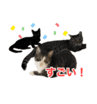にゃんぴーす卒猫（team torapopo 1）（個別スタンプ：31）