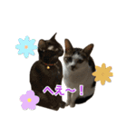 にゃんぴーす卒猫（team torapopo 1）（個別スタンプ：32）