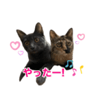 にゃんぴーす卒猫（team torapopo 1）（個別スタンプ：33）