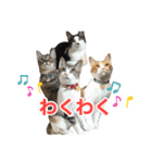 にゃんぴーす卒猫（team torapopo 1）（個別スタンプ：34）
