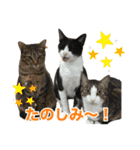 にゃんぴーす卒猫（team torapopo 1）（個別スタンプ：37）