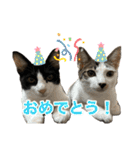 にゃんぴーす卒猫（team torapopo 1）（個別スタンプ：38）