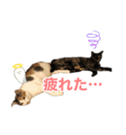 にゃんぴーす卒猫（team torapopo 1）（個別スタンプ：40）