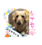 シナモ10（個別スタンプ：10）