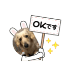 シナモ10（個別スタンプ：14）