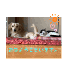 シナモ10（個別スタンプ：15）