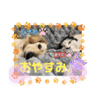 シナモ10（個別スタンプ：22）