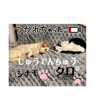 シナモ10（個別スタンプ：23）