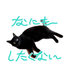 BlackCatRUDY★Sticker2（個別スタンプ：11）