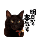 BlackCatRUDY★Sticker2（個別スタンプ：15）