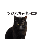 BlackCatRUDY★Sticker2（個別スタンプ：16）