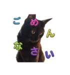 BlackCatRUDY★Sticker1（個別スタンプ：4）