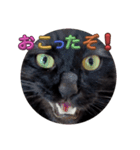 BlackCatRUDY★Sticker1（個別スタンプ：5）