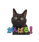 BlackCatRUDY★Sticker1（個別スタンプ：11）