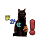 BlackCatRUDY★Sticker1（個別スタンプ：13）