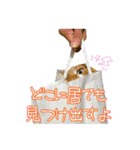 ねねこズCATS 長文編（個別スタンプ：1）