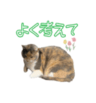 ねねこズCATS 長文編（個別スタンプ：4）