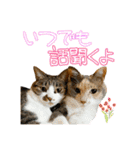 ねねこズCATS 長文編（個別スタンプ：7）