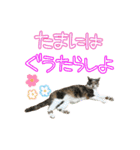 ねねこズCATS 長文編（個別スタンプ：10）