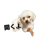 犬犬猫鳥のスタンプvol.1（個別スタンプ：1）