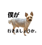 犬犬猫鳥のスタンプvol.1（個別スタンプ：3）