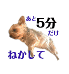 犬犬猫鳥のスタンプvol.1（個別スタンプ：4）