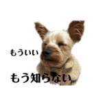 犬犬猫鳥のスタンプvol.1（個別スタンプ：5）