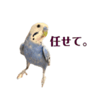 犬犬猫鳥のスタンプvol.1（個別スタンプ：6）