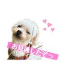 犬犬猫鳥のスタンプvol.1（個別スタンプ：8）