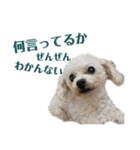 犬犬猫鳥のスタンプvol.1（個別スタンプ：10）