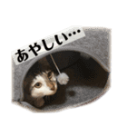 犬犬猫鳥のスタンプvol.1（個別スタンプ：11）
