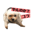犬犬猫鳥のスタンプvol.1（個別スタンプ：13）