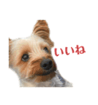 犬犬猫鳥のスタンプvol.1（個別スタンプ：14）