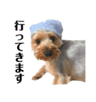 犬犬猫鳥のスタンプvol.1（個別スタンプ：16）