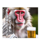 【酒】温泉に入ってビールを飲むサル（個別スタンプ：24）