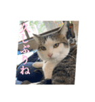 猫のテラと仲間たち 5（個別スタンプ：1）