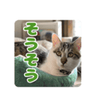 猫のテラと仲間たち 5（個別スタンプ：2）