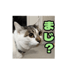 猫のテラと仲間たち 5（個別スタンプ：3）