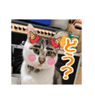猫のテラと仲間たち 5（個別スタンプ：4）