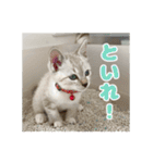 猫のテラと仲間たち 5（個別スタンプ：5）
