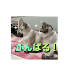 猫のテラと仲間たち 5（個別スタンプ：6）