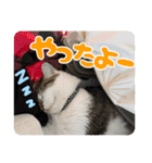 猫のテラと仲間たち 5（個別スタンプ：7）
