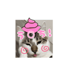 猫のテラと仲間たち 5（個別スタンプ：8）
