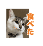 猫のテラと仲間たち 5（個別スタンプ：9）