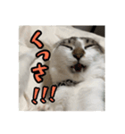 猫のテラと仲間たち 5（個別スタンプ：10）
