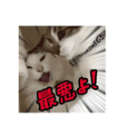 猫のテラと仲間たち 5（個別スタンプ：11）